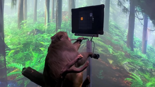 Meymunların insandan daha fərqli cəhəti qalmadı – İNANILMAZ YENİLİK - VİDEO