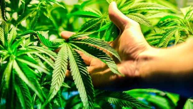 Dibçəkdə narkotik becərən şəxs saxlanıldı - FOTO       