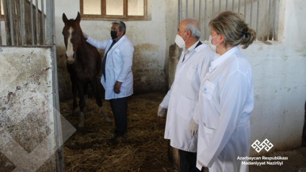 Şəkidə aclıqdan əziyyət çəkən atlar qida ilə təmin olundu – FOTOLAR