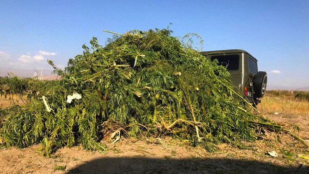 ŞOK: Ermənistanda çətənə becəriləcək - Ölkə narkotik bazarına çevrilir