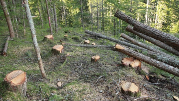 Meyvə ağacları kökündən çıxarılaraq məhv edildi - Nazirlikdən polisə müraciət