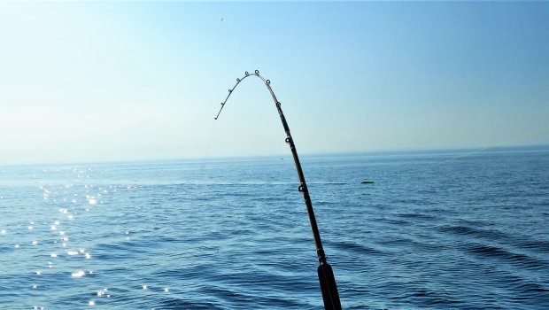 Bu balıqların qeyri-qanuni ovuna görə cərimənin məbləği artırıldı