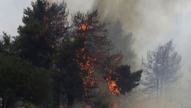 Bakıda yanğın: 12 ağac məhv oldu