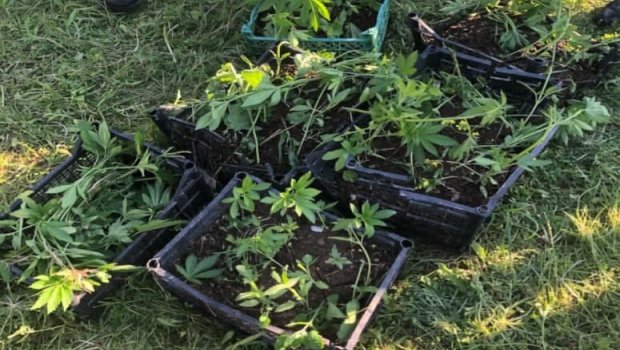 Ağcabədi sakini həyətində narkotik əkdi - Polisdən ƏMƏLİYYAT