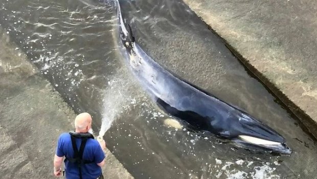 Londonda şlüzdə ilişən balina balası belə xilas edildi - VİDEO
