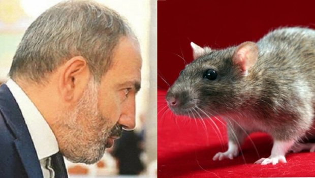 Paşinyanı oğru siçovula bənzətdilər – Erməni rejissorundan İLGİNC FİKİRLƏR