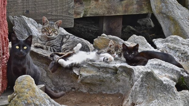 Çikaqo küçələrində siçovul ovu – MİNLƏRLƏ PİŞİK HÜCUMA KEÇDİ – ŞOK VİDEO