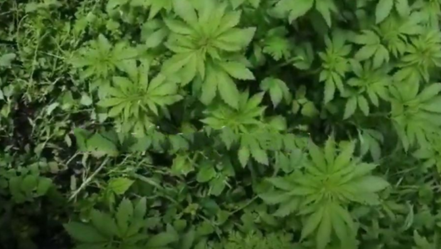 Kəlbəcərdə ermənilərin saldığı narkotik plantasiyası - ŞOK VİDEO