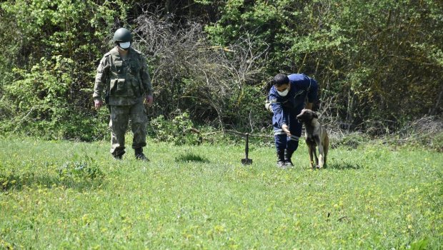 Türkiyə Azərbaycana təmənnasız 10 minaaxtaran it verdi - FOTO/VİDEO