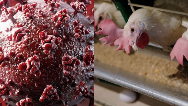 Quş qripi və yeni pandemiya - Alimlərdən XƏBƏRDARLIQ