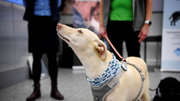 Yeni üsul - koronavirus xəstələri itlər vasitəsi ilə aşkarlanır