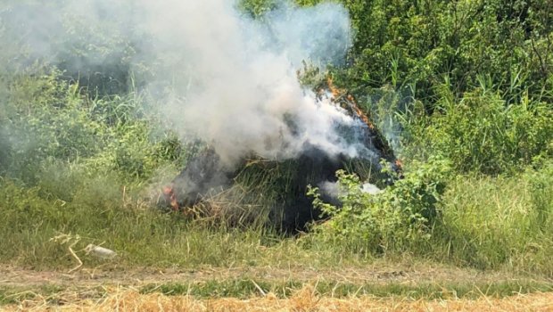 Göygöldə 4 tona yaxın narkotik bitki məhv edildi