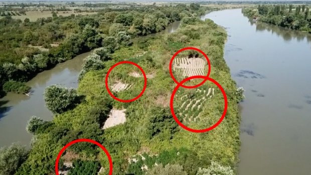 Kür çayındakı adalarda narkotik plantasiyaları - ŞOK VİDEO YAYILDI 