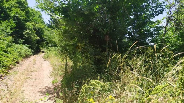 Ermənilər ağaclara da minalar quraşdırıb - FOTOFAKT