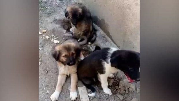 Bakıda küçə heyvanlarına qarşı növbəti zorakılıq – VİDEO