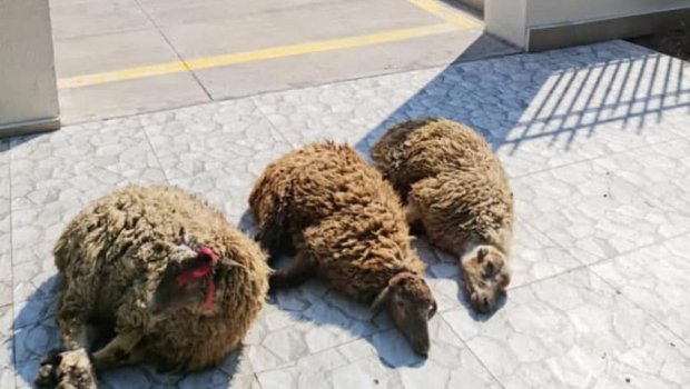Kəlbəcərdə qurban kəsildi