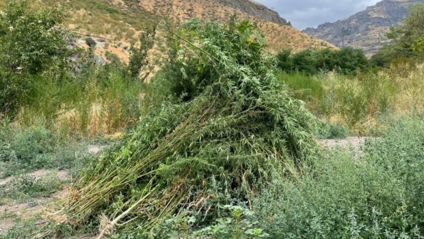 Qubadlıda narkotik bitkilər aşkar edildi – FOTO 