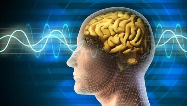 Bioloqlar beyinin minatür oxşarı və gözün analoqunu yaratdılar