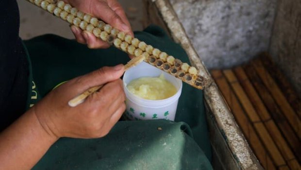 Gündəlik 800 millisi can dərmanı - Arı südünün faydaları 