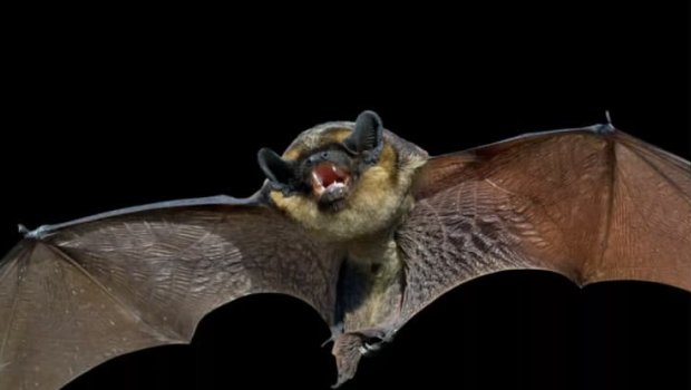 Rusiyada yarasalarda koronavirus aşkarlandı