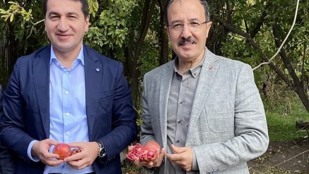 Hikmət Hacıyev səfirlə birlikdə nar yığdı - FOTO