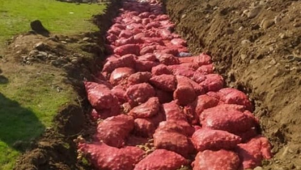 Rusiyadan gətirilən 66 ton kartof məhv edildi – SƏBƏB - FOTO