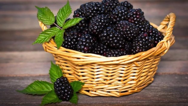 Hər gün böyürtkən yemək bu XƏSTƏLİKLƏRİ SAĞALDIR