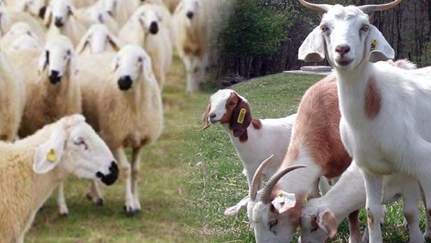 Türkiyə qoyun və keçi sayına görə Avropada birinci oldu