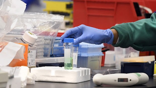 Heyvanlar üçün də koronavirus vaksini hazırlandı