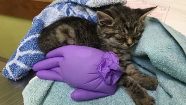 Kanalizasiyaya atılan pişik qonşu mənzilin unitazından çıxdı - FOTO