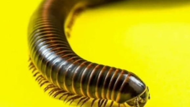 Yeni canlı tapıldı - 1306 ayağı var