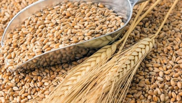 Azərbaycanda buğda istehsalı 1%, arpa istehsalı 12% artıb