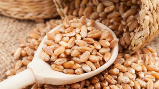 Dövlət Toxum Fondu 340 ton elit buğda toxumu aldı