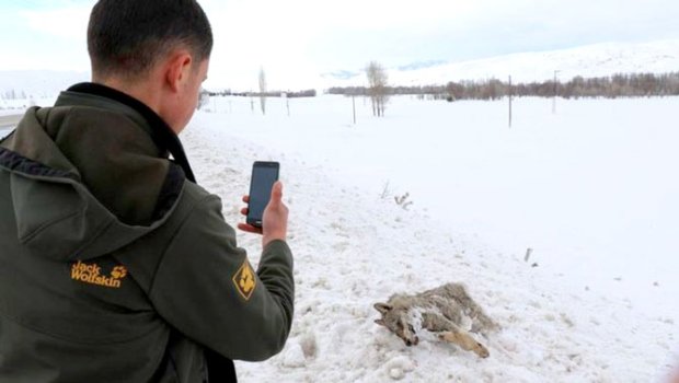 Canavar soyuqdan donaraq öldü - VİDEO
