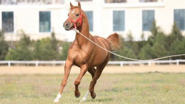 Ağdamda Qarabağ Atçılıq Zavodu tikiləcək