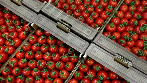 Pomidorun bahalaşmasında PARADOKS – Ekspert “10 gün” dedi
