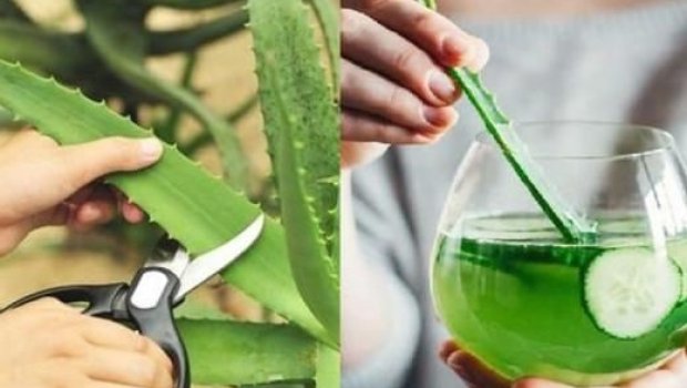 Aloe 50-dən çox xəstəliyin dərmanıdır - İNANILMAZ FAYDALARI