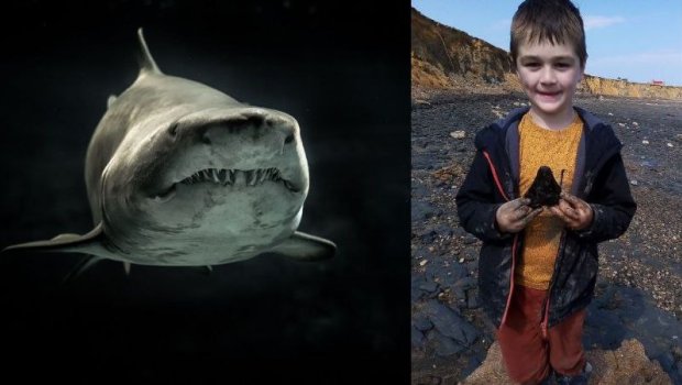 6 yaşlı uşaq çimərlikdə megalodon dişi tapdı – FOTO 