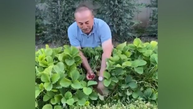 Mövlud Çavuşoğlu bağda çiyələk dərdi - VİDEO