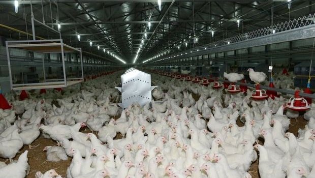 Bu ölkələrdən quşçuluq məhsullarının İDXALI məhdudlaşdırıldı