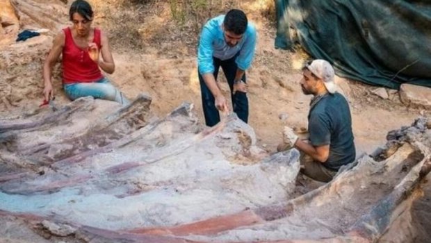 Portuqaliyada Avropanın ən böyük dinozavrının qalıqları tapıldı