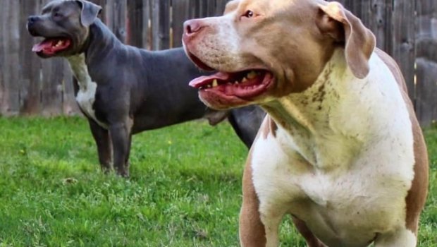 ABŞ-da “pitbull” DƏHŞƏTİ - FOTO 