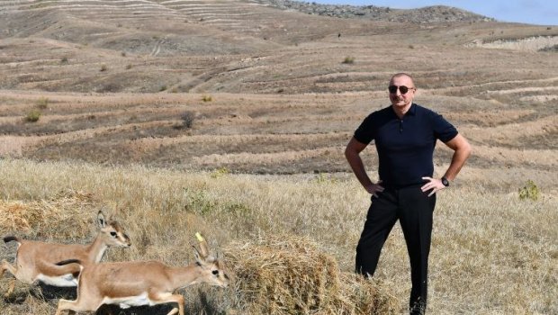 İlham Əliyev və Ərdoğan Cəbrayılda əraziyə 15 baş ceyran buraxıblar