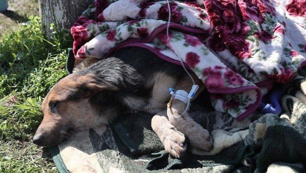 Türkiyədə dağıntılar altından çıxarılan kiçik canlar - FOTO 