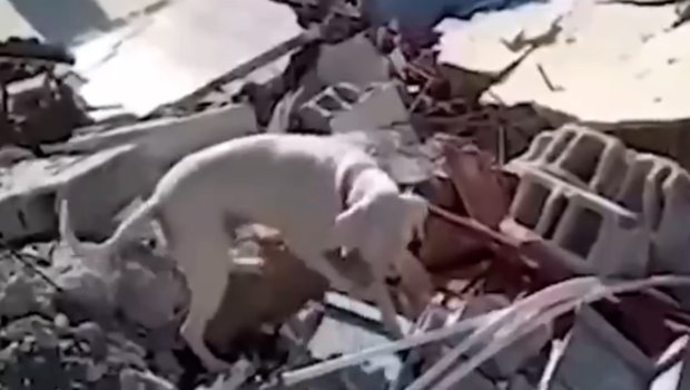 Türkiyədə it evin xarabalıqları üzərində gəzərək sahibini axtarır – ANBAAN VİDEO