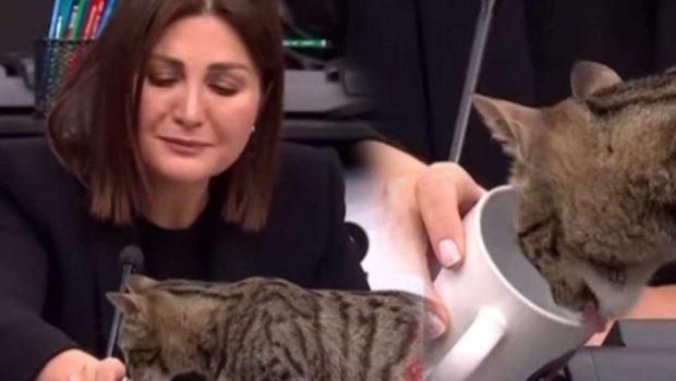 “Türkiyə tək ürək”in canlı yayımında Sibel Can pişiyə su içirdi - VİDEO
