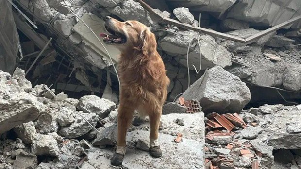 17 nəfəri dağıntılar altından xilas edən Kilian - FOTO