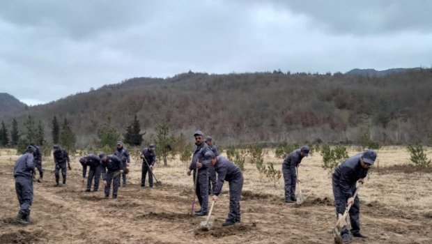 Yel çərşənbəsində 20 000 ağac əkildi