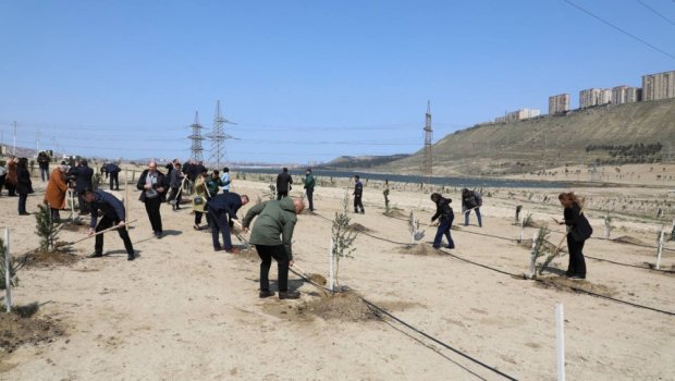 Beynəlxalq təşkilatların nümayəndələri ağac əkməklə təbiətə töhfə veriblər - FOTO 