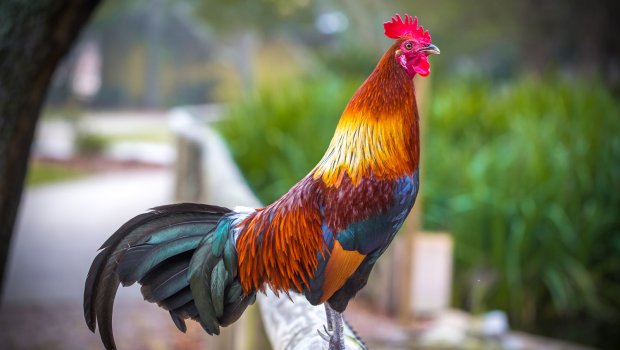 Döyüşdürmək istədiyi xoruz özünə HÜCUM ETDİ – ANBAAN VİDEO 